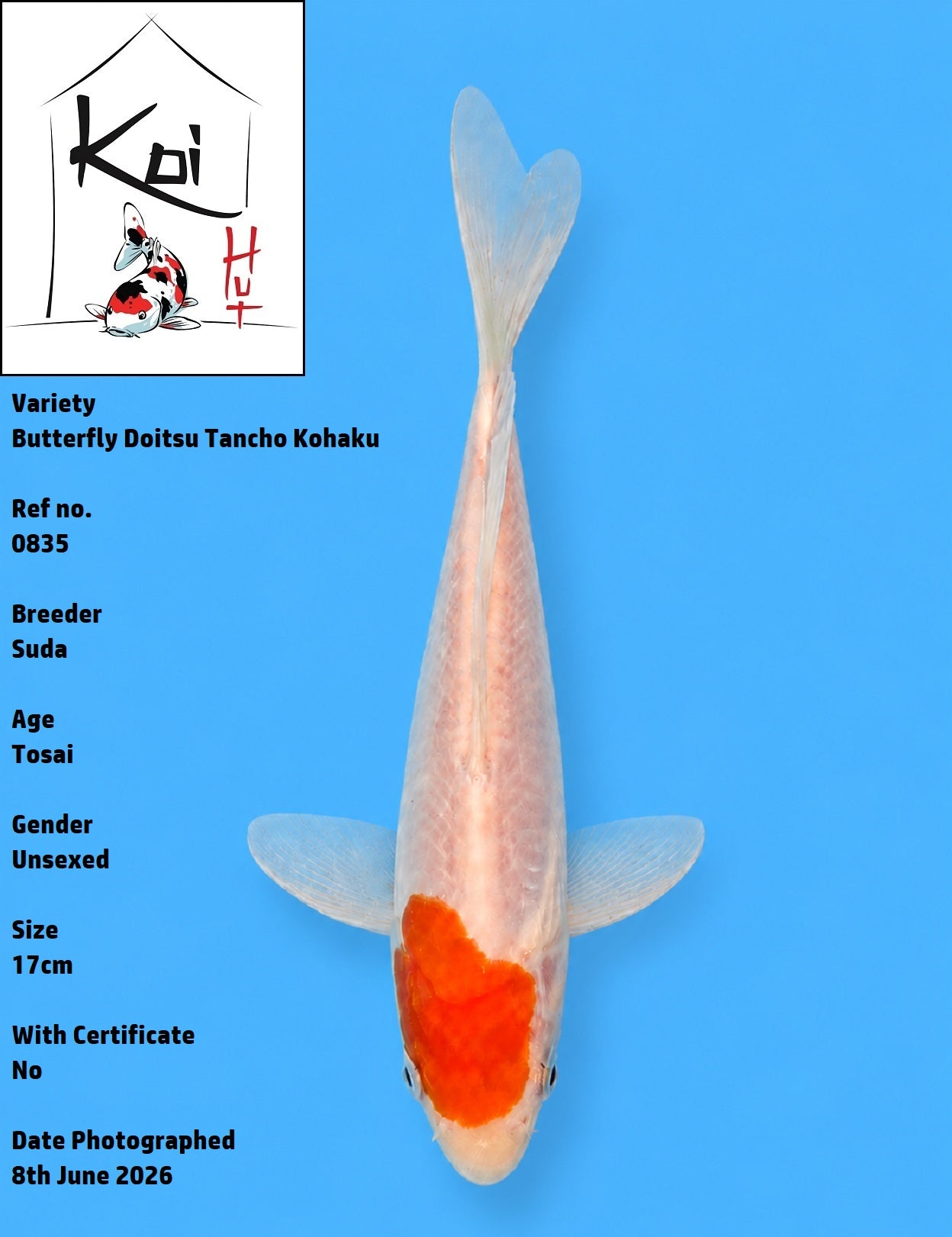 0835 - Butterfly Doitsu Tancho Kohaku [Suda]