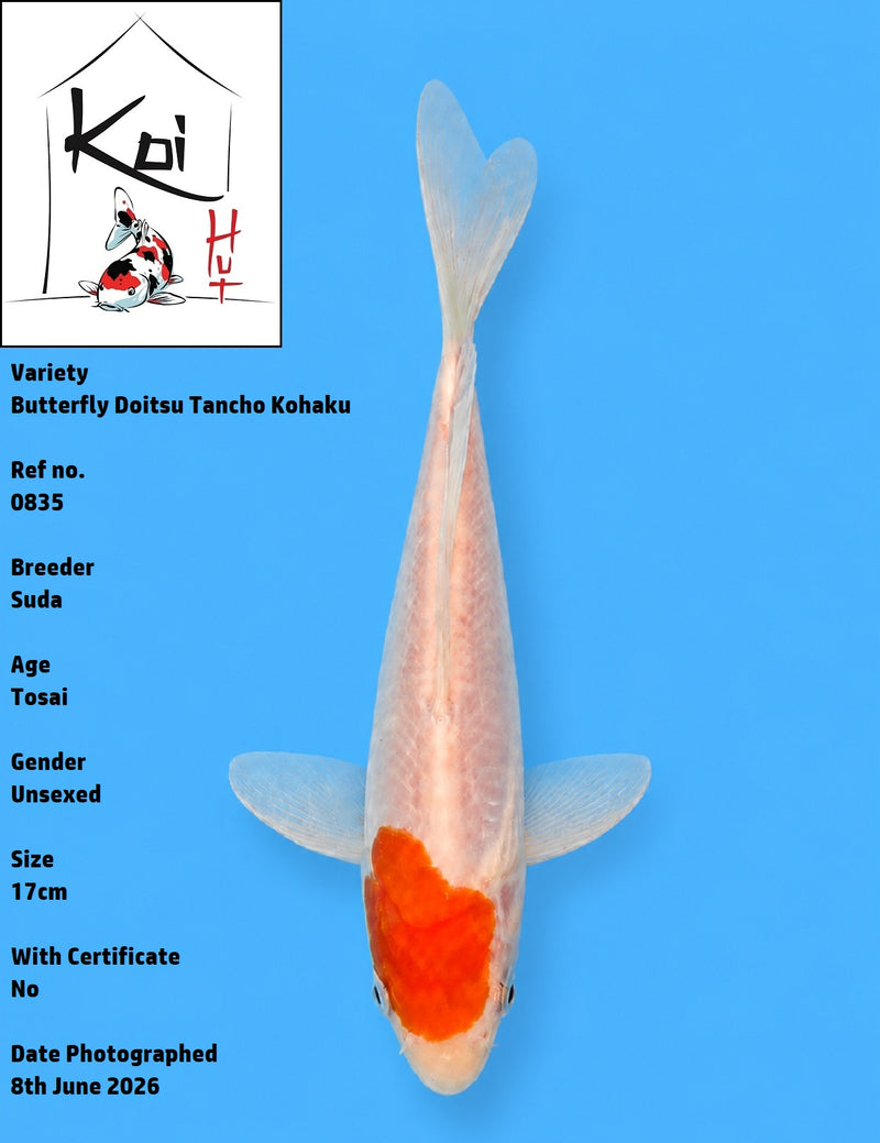 0835 - Butterfly Doitsu Tancho Kohaku [Suda]
