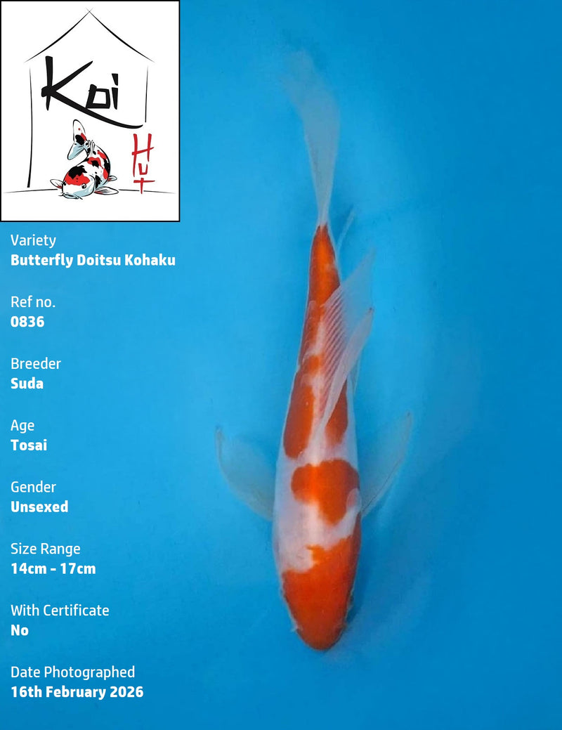 0836 - Butterfly Doitsu Kohaku [Suda]