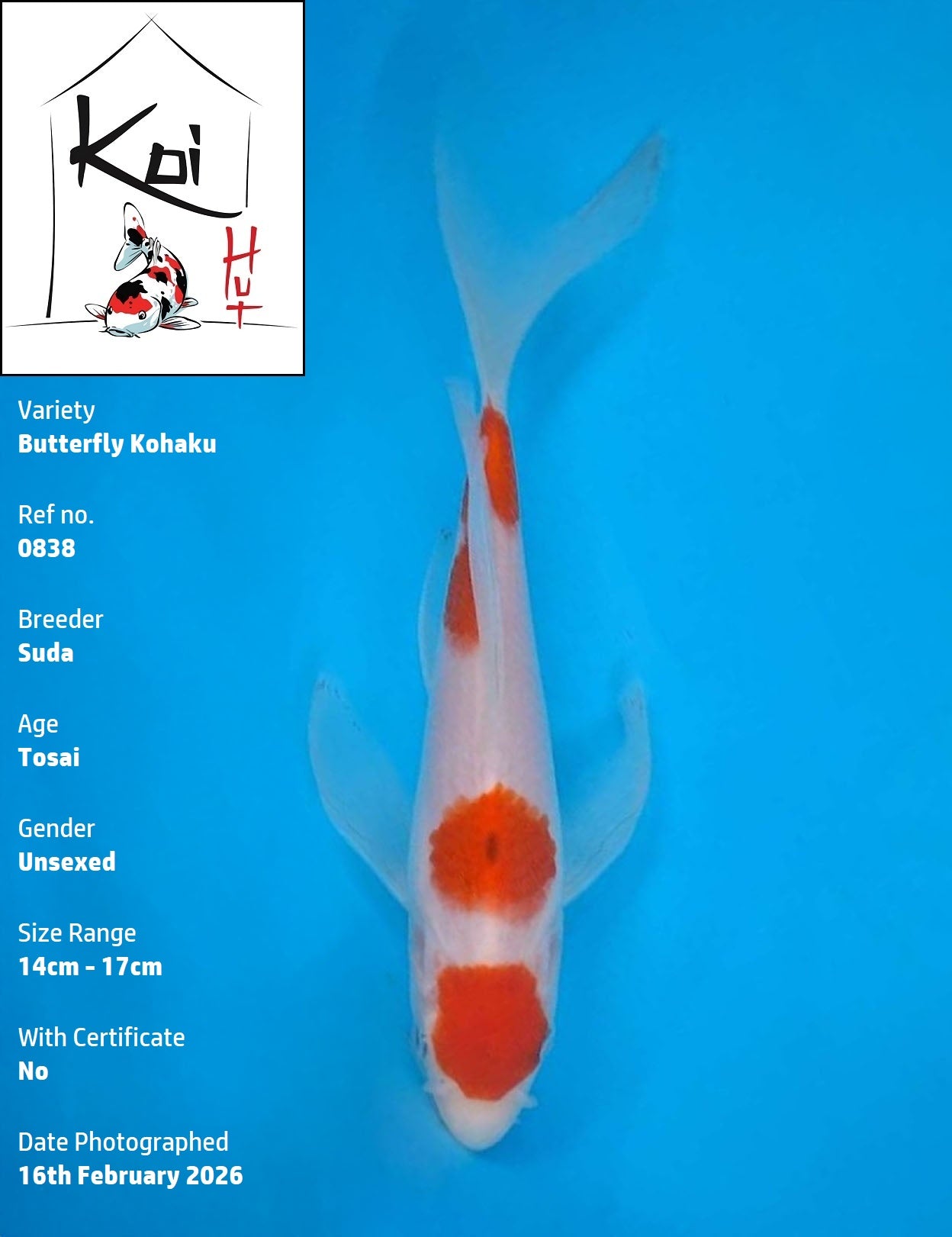 0838 - Butterfly Kohaku [Suda]