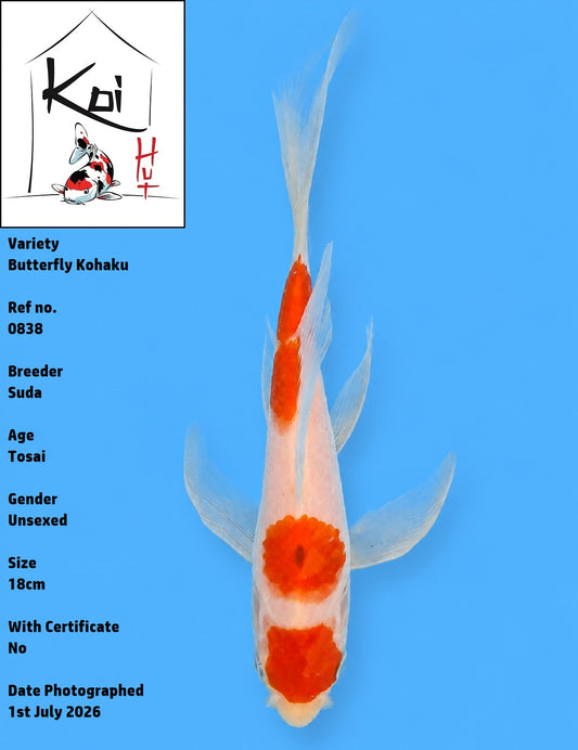 0838 - Butterfly Kohaku [Suda]