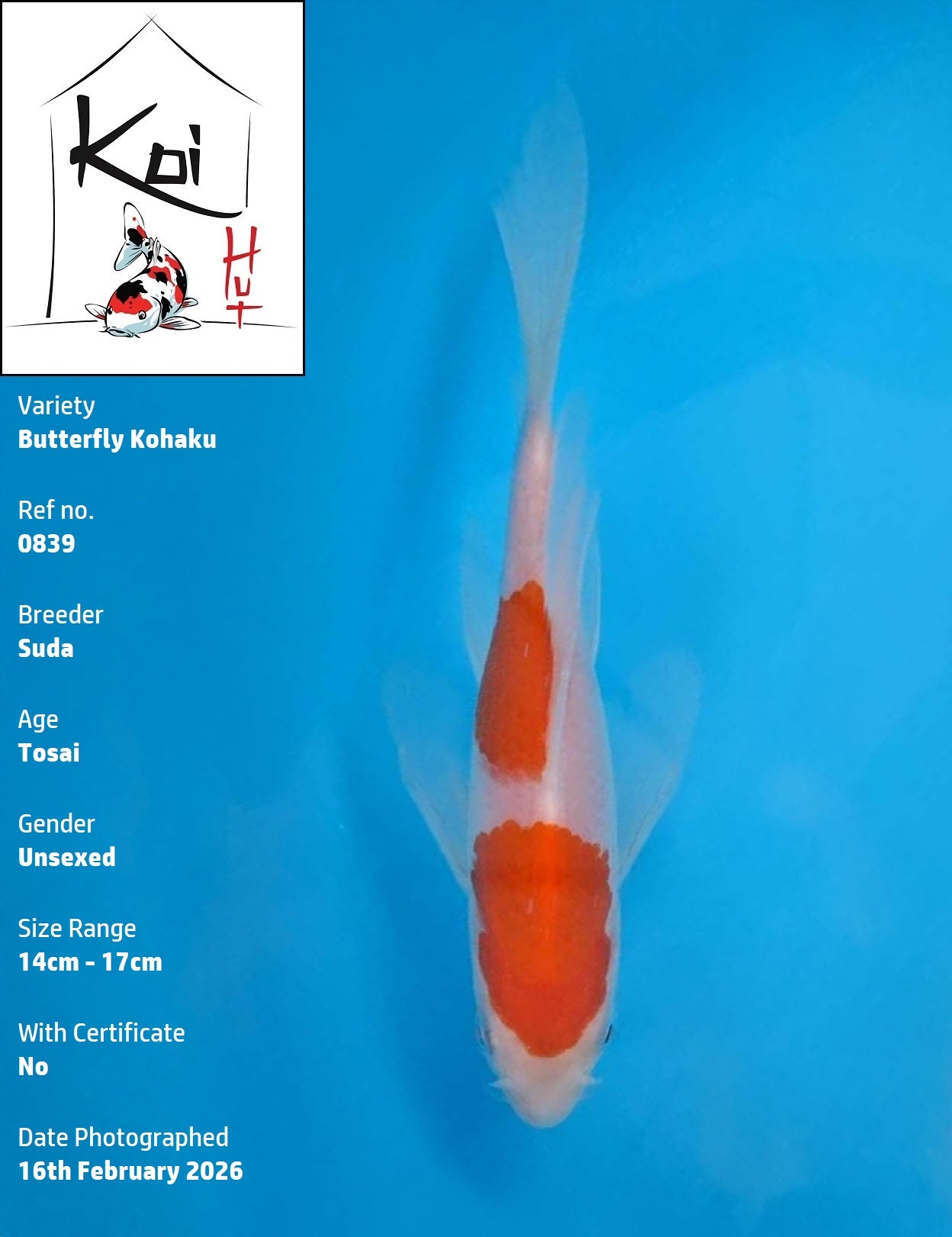 0839 - Butterfly Kohaku [Suda]