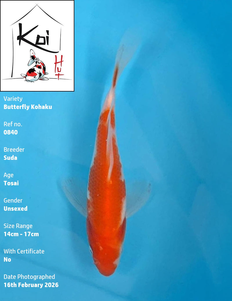 0840 - Butterfly Kohaku [Suda]