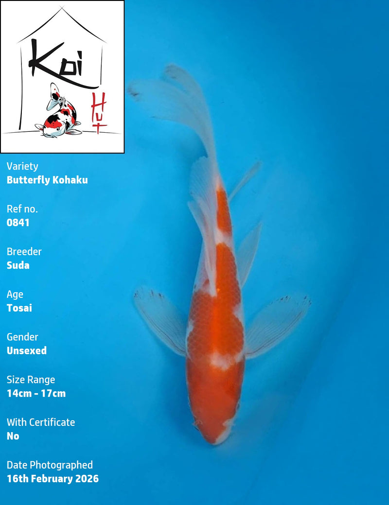 0841 - Butterfly Kohaku [Suda]