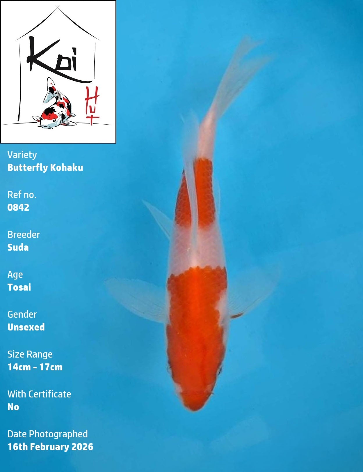 0842 - Butterfly Kohaku [Suda]