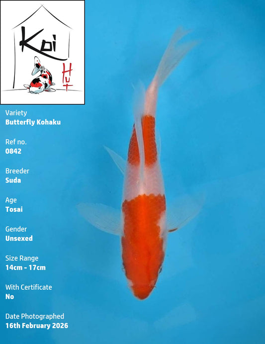 0842 - Butterfly Kohaku [Suda]