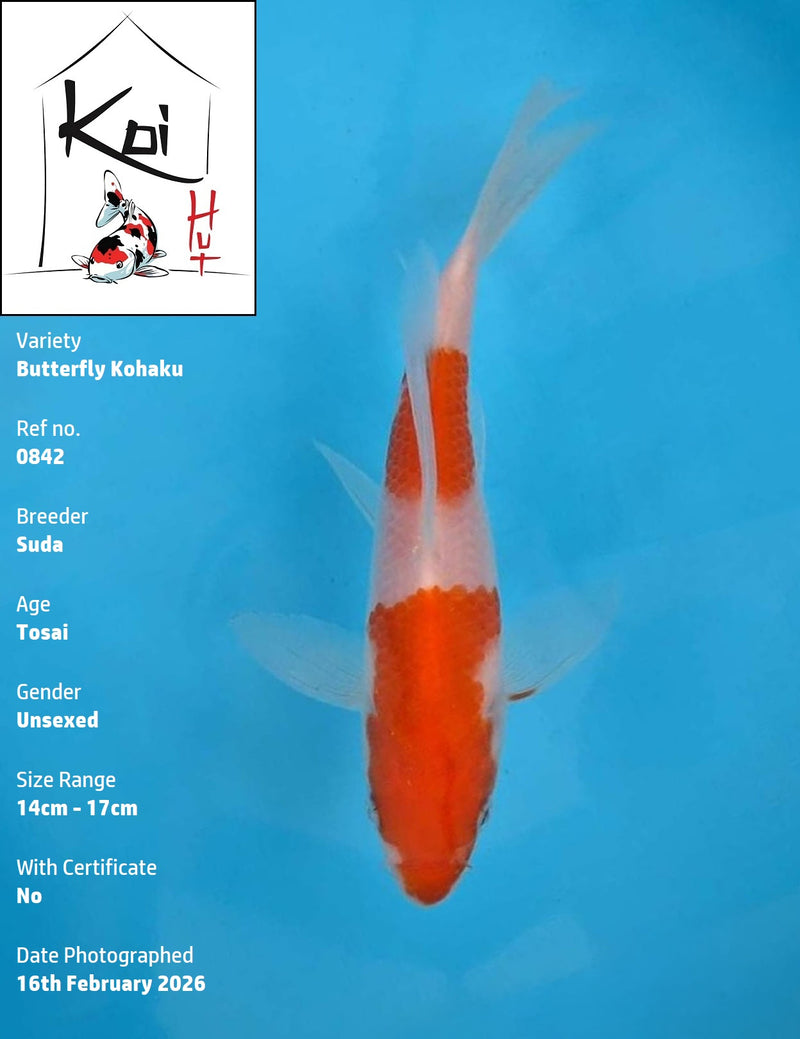 0842 - Butterfly Kohaku [Suda]