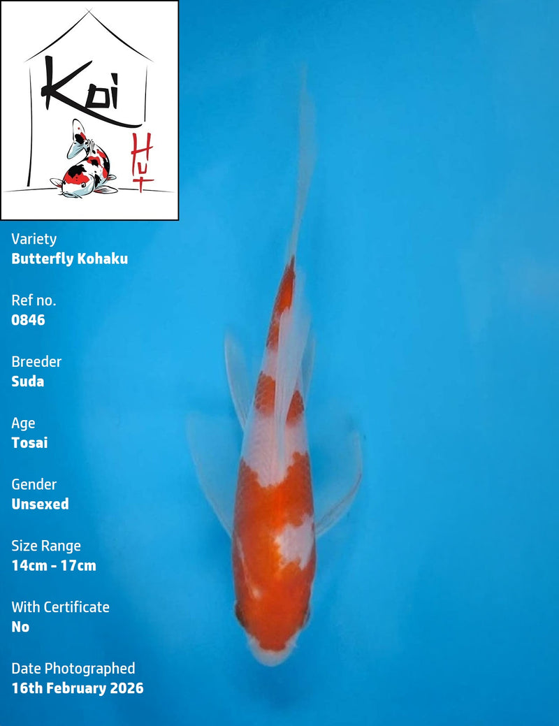 0846 - Butterfly Kohaku [Suda]