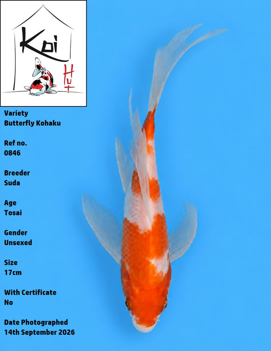 0846 - Butterfly Kohaku [Suda]