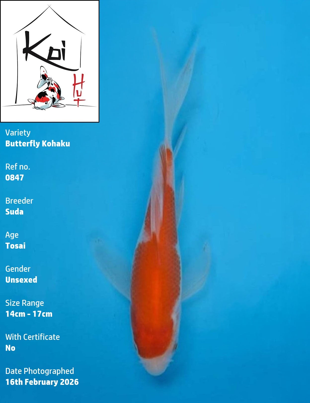 0847 - Butterfly Kohaku [Suda]