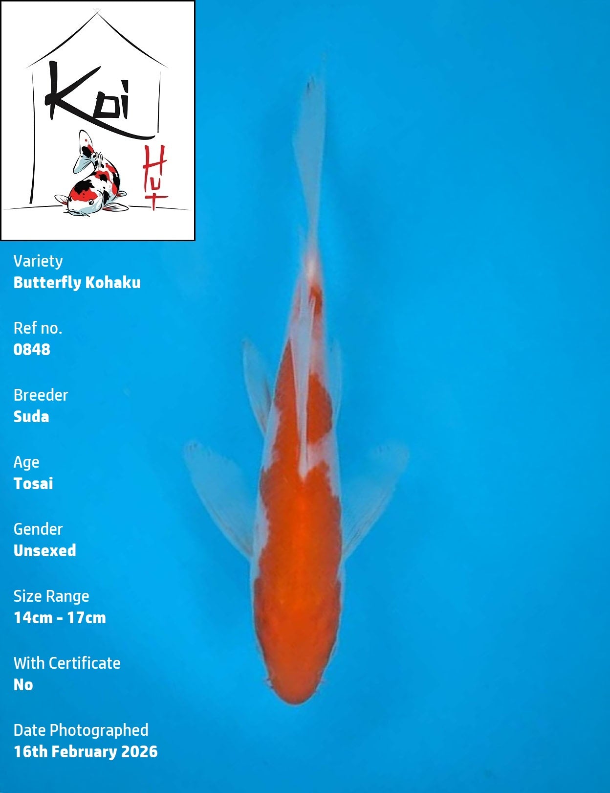 0848 - Butterfly Kohaku [Suda]