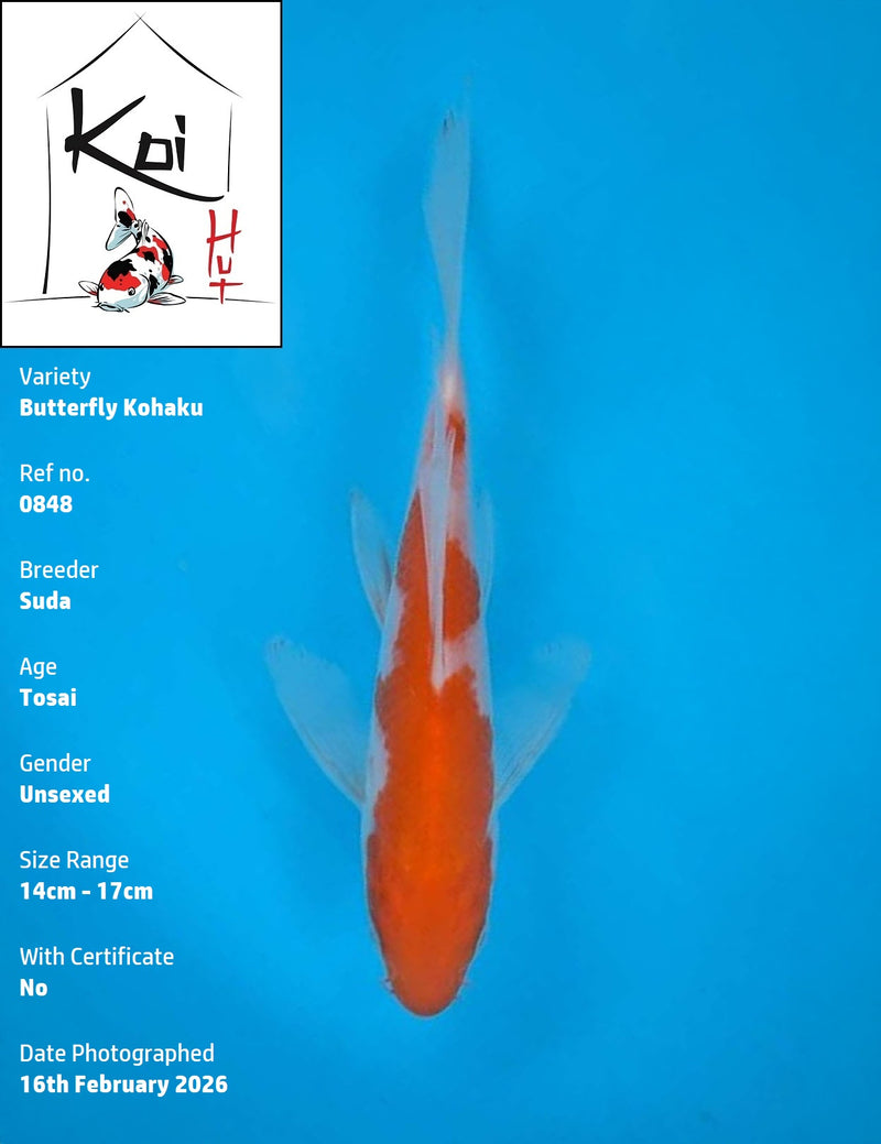 0848 - Butterfly Kohaku [Suda]