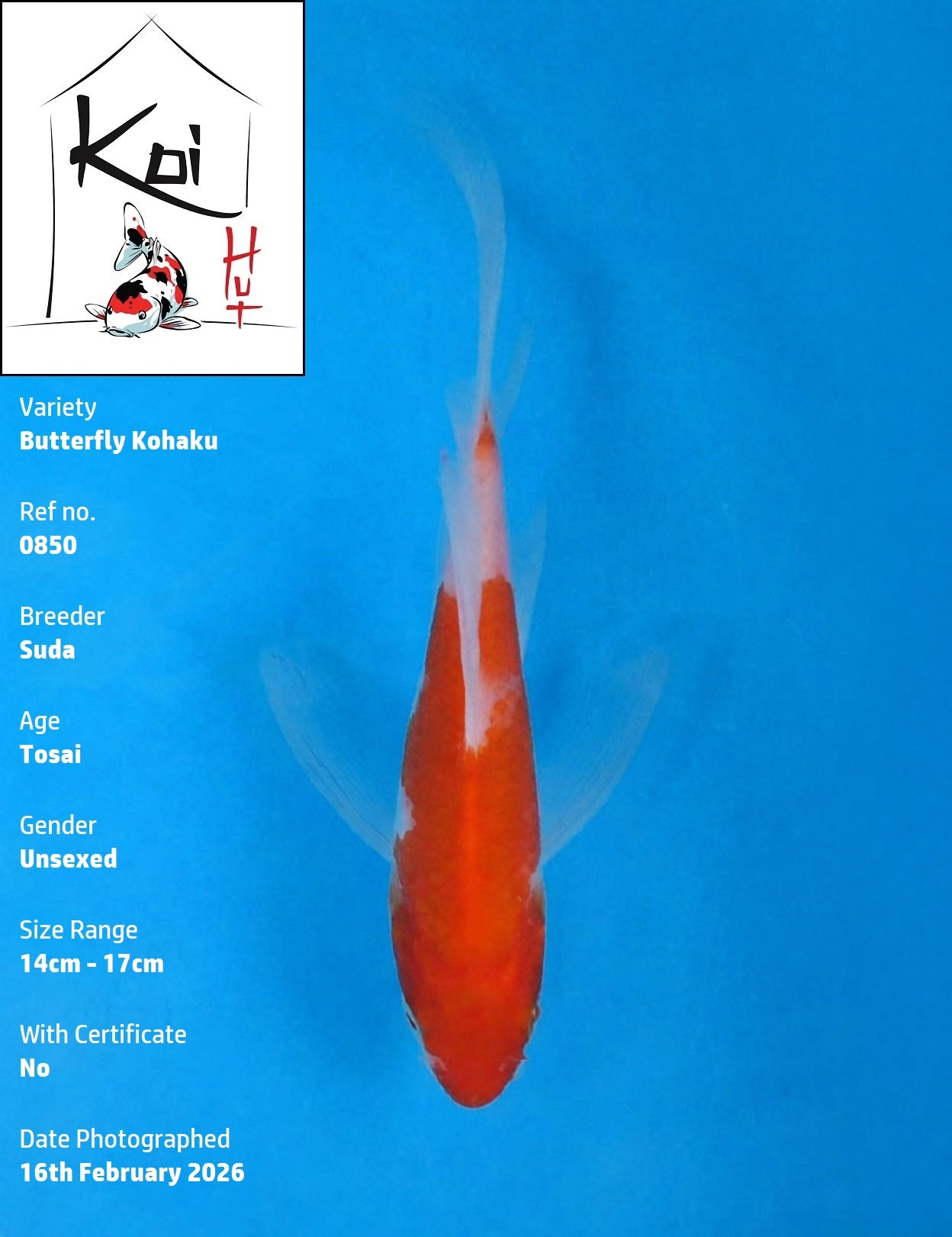 0850 - Butterfly Kohaku [Suda]