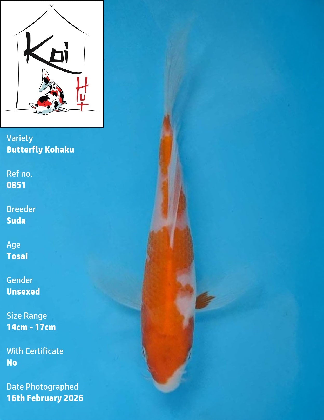 0851 - Butterfly Kohaku [Suda]
