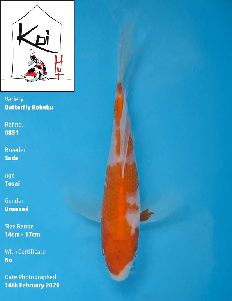 0851 - Butterfly Kohaku [Suda]