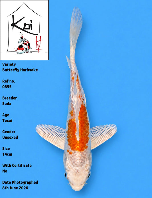 0855 - Butterfly Hariwake [Suda]