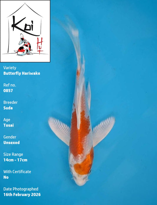 0857 - Butterfly Hariwake [Suda]