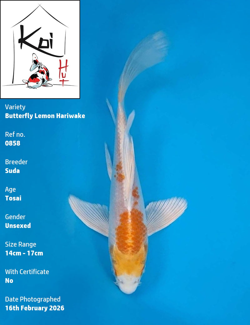 0858 - Butterfly Lemon Hariwake [Suda]
