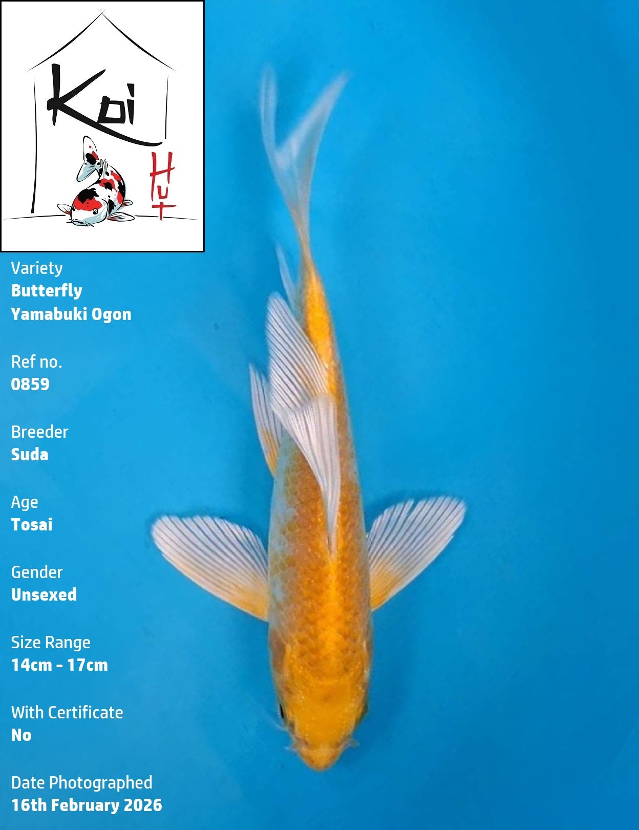 0859 - Butterfly Yamabuki Ogon [Suda]