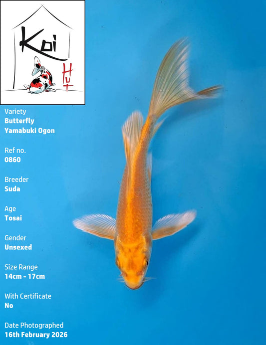 0860 - Butterfly Yamabuki Ogon [Suda]