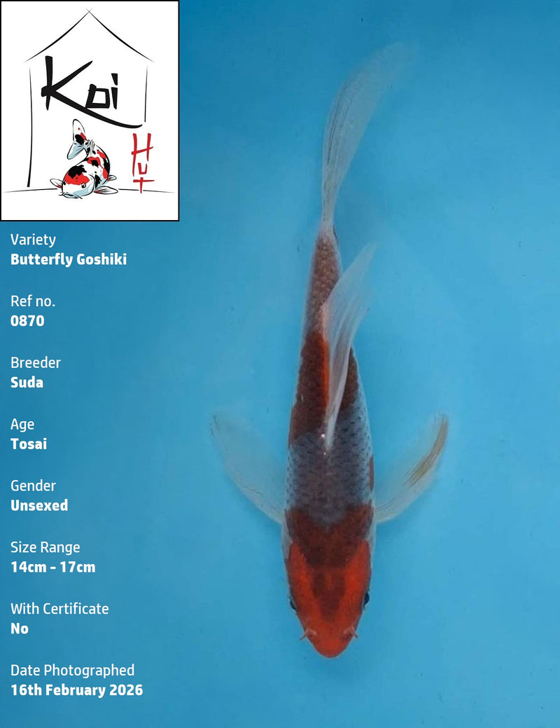 0870 - Butterfly Goshiki [Suda]