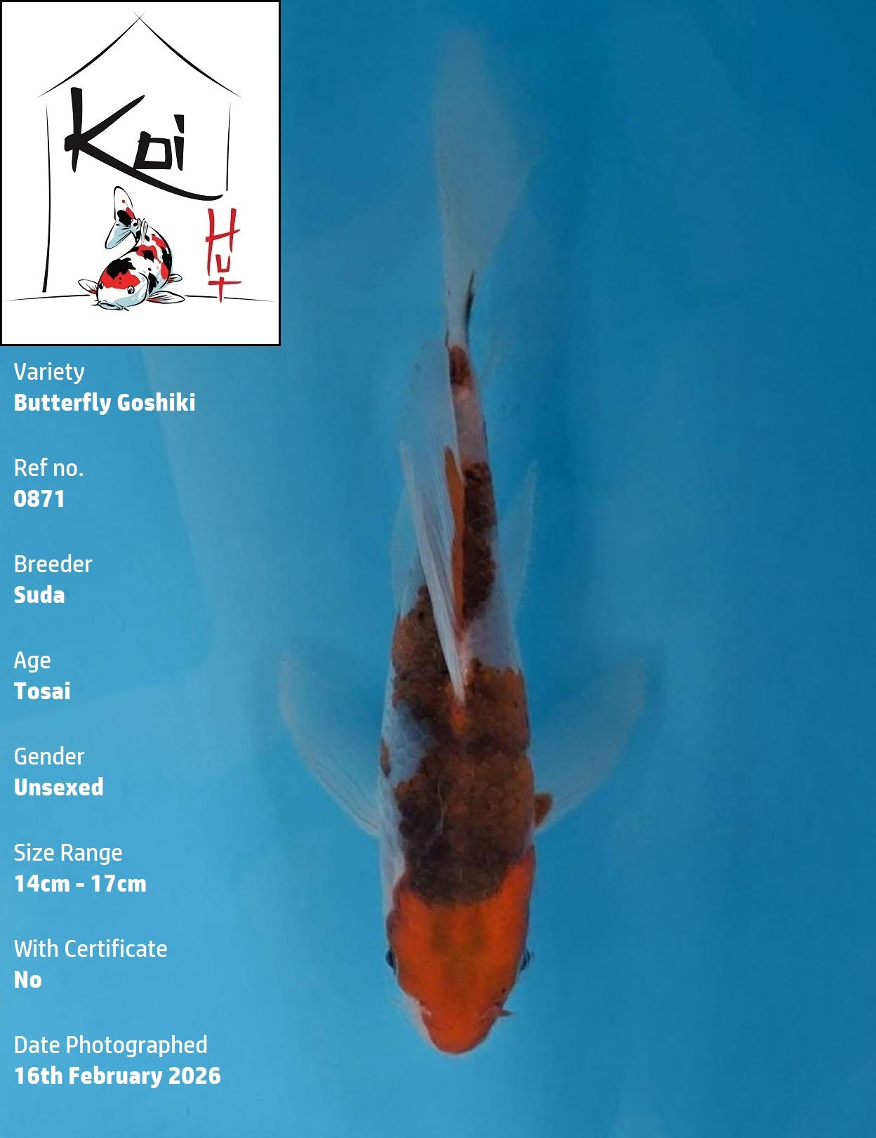 0871 - Butterfly Goshiki [Suda]