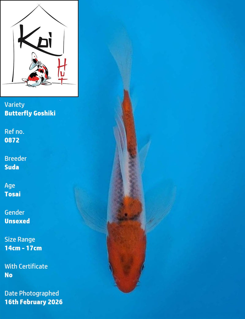 0872 - Butterfly Goshiki [Suda]