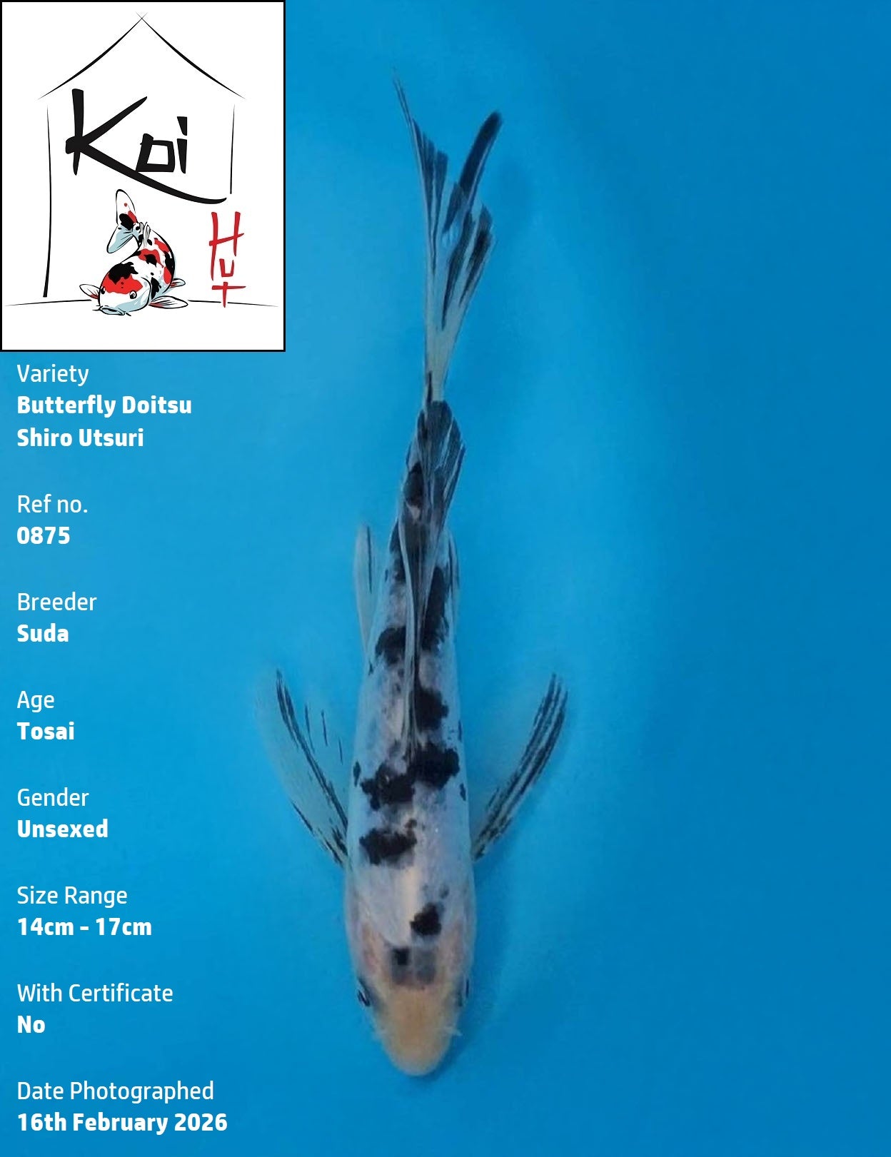 0875 - Butterfly Doitsu Shiro Utsuri [Suda]