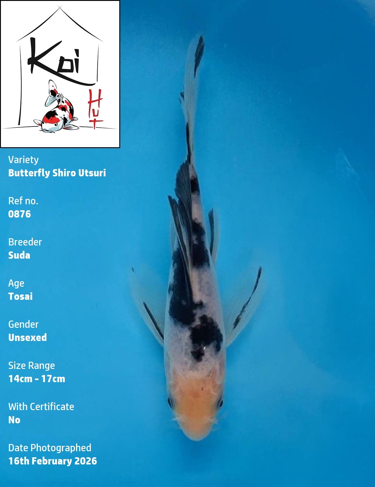 0876 - Butterfly Shiro Utsuri [Suda]