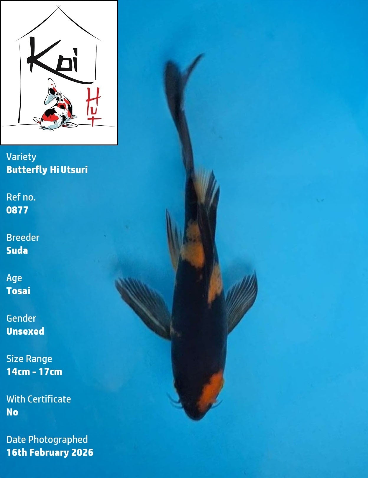 0877 - Butterfly Hi Utsuri [Suda]