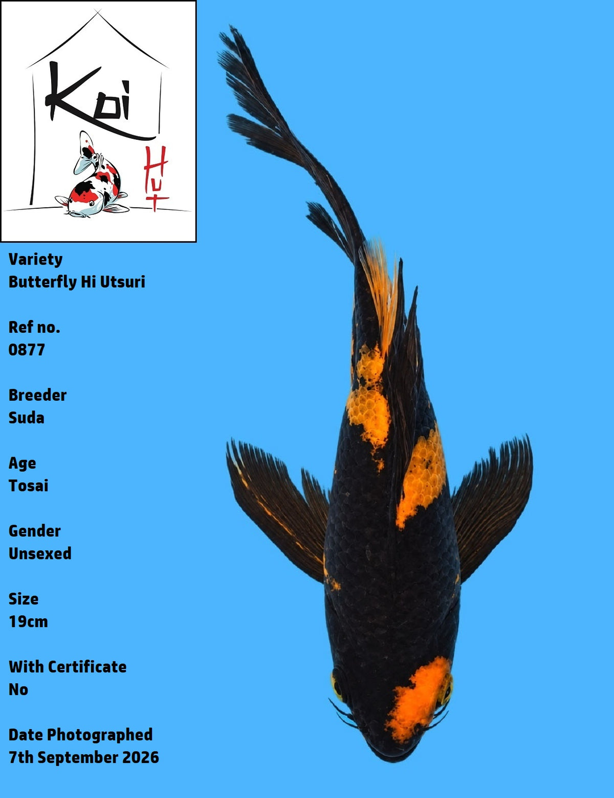 0877 - Butterfly Hi Utsuri [Suda]