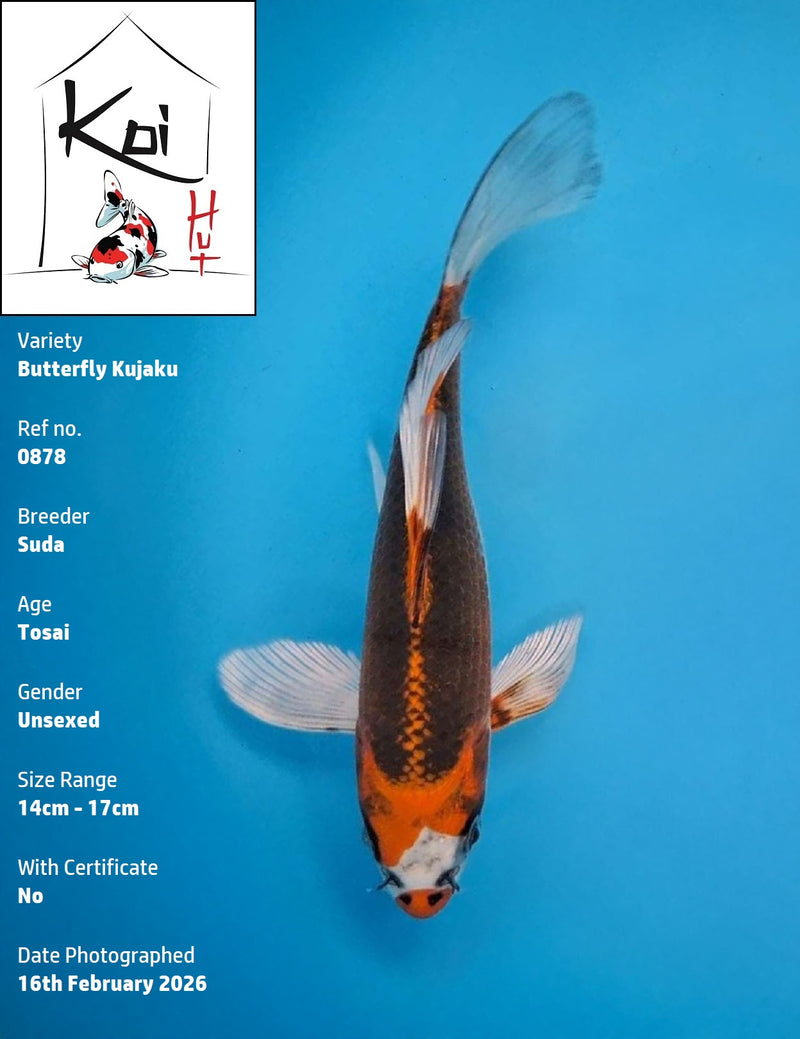 0878 - Butterfly Kujaku [Suda]