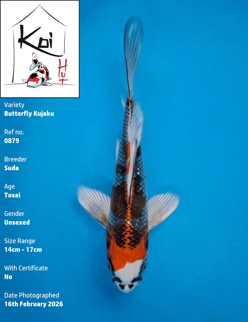 0879 - Butterfly Kujaku [Suda]