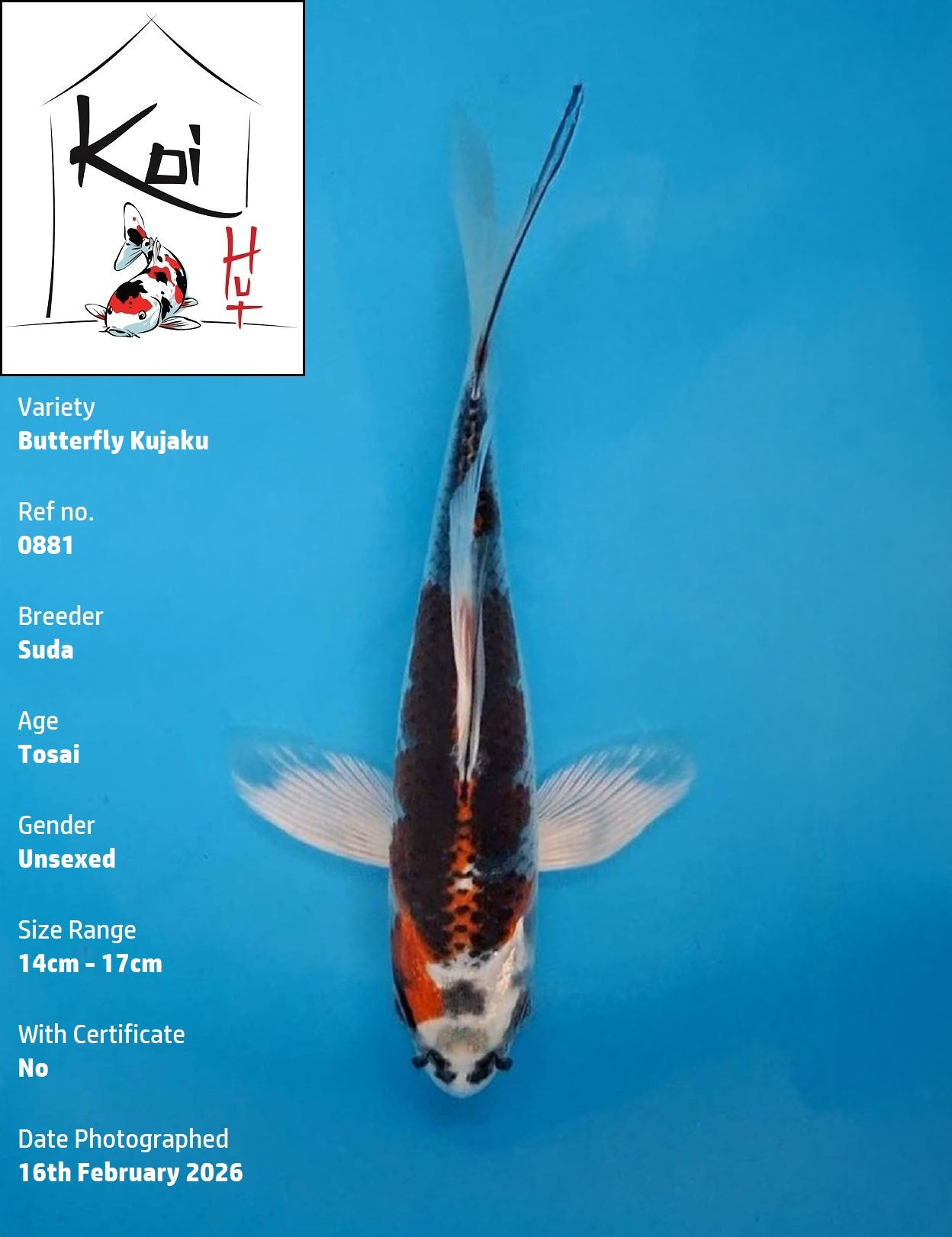 0881 - Butterfly Kujaku [Suda]