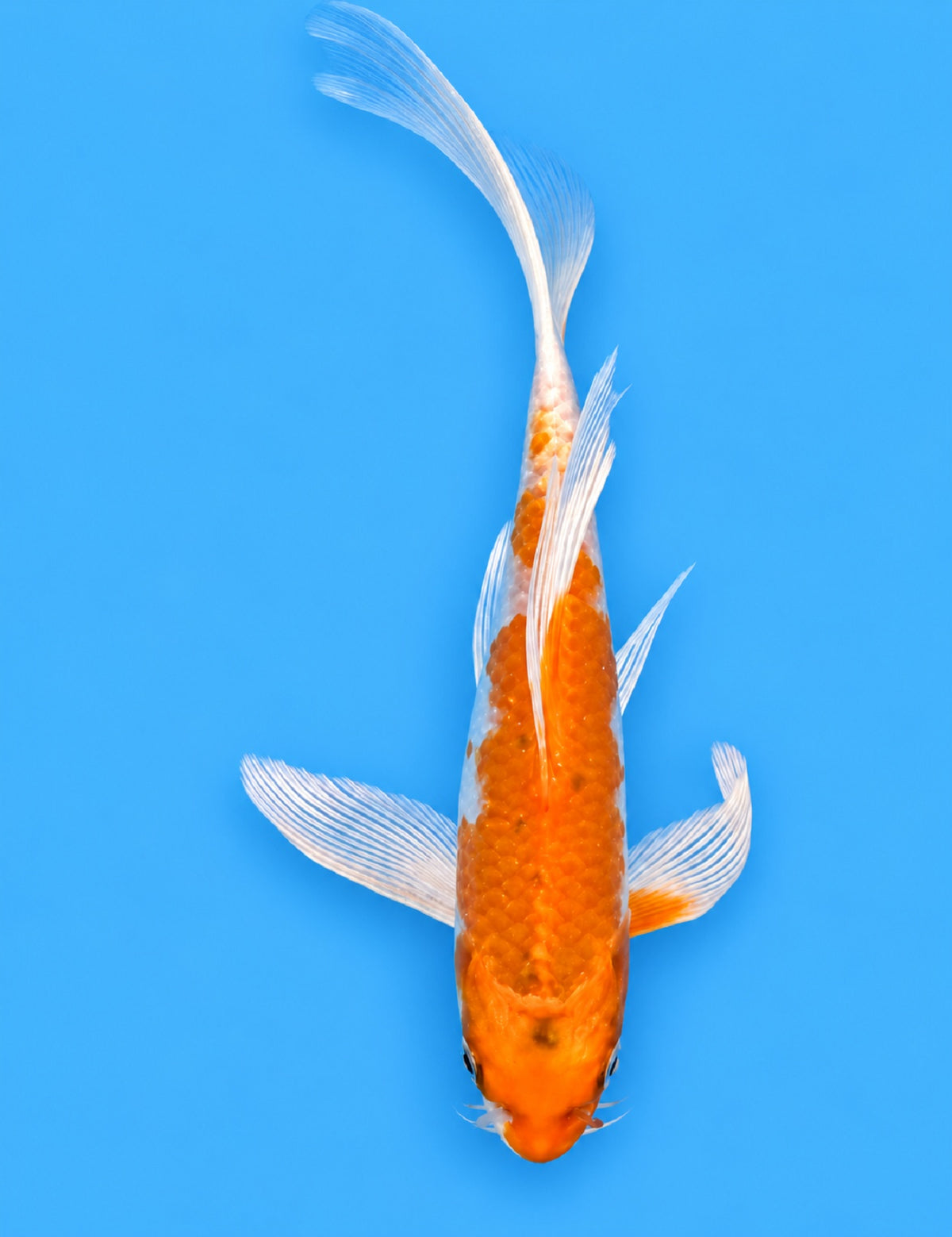 0882 - Butterfly Hariwake [Suda]