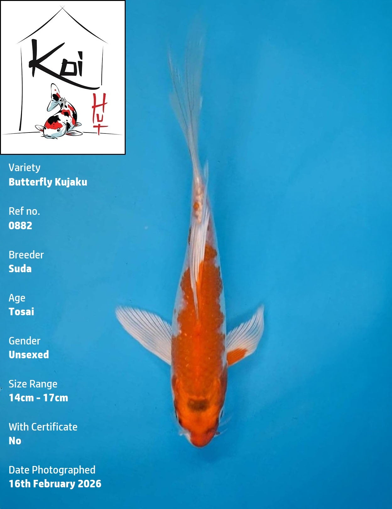 0882 - Butterfly Kujaku [Suda]