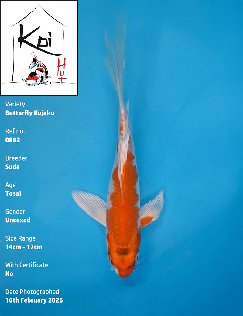 0882 - Butterfly Kujaku [Suda]