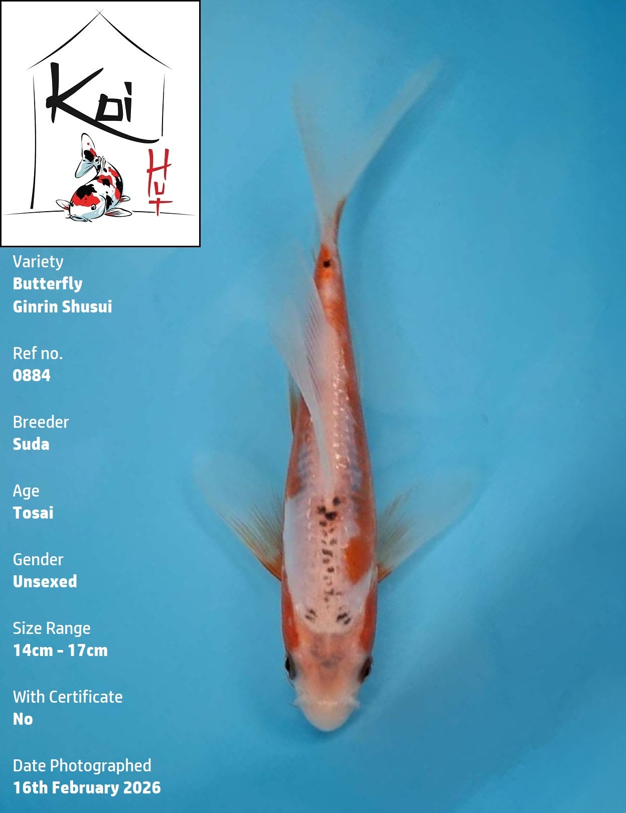 0884 - Butterfly Ginrin Shusui [Suda]