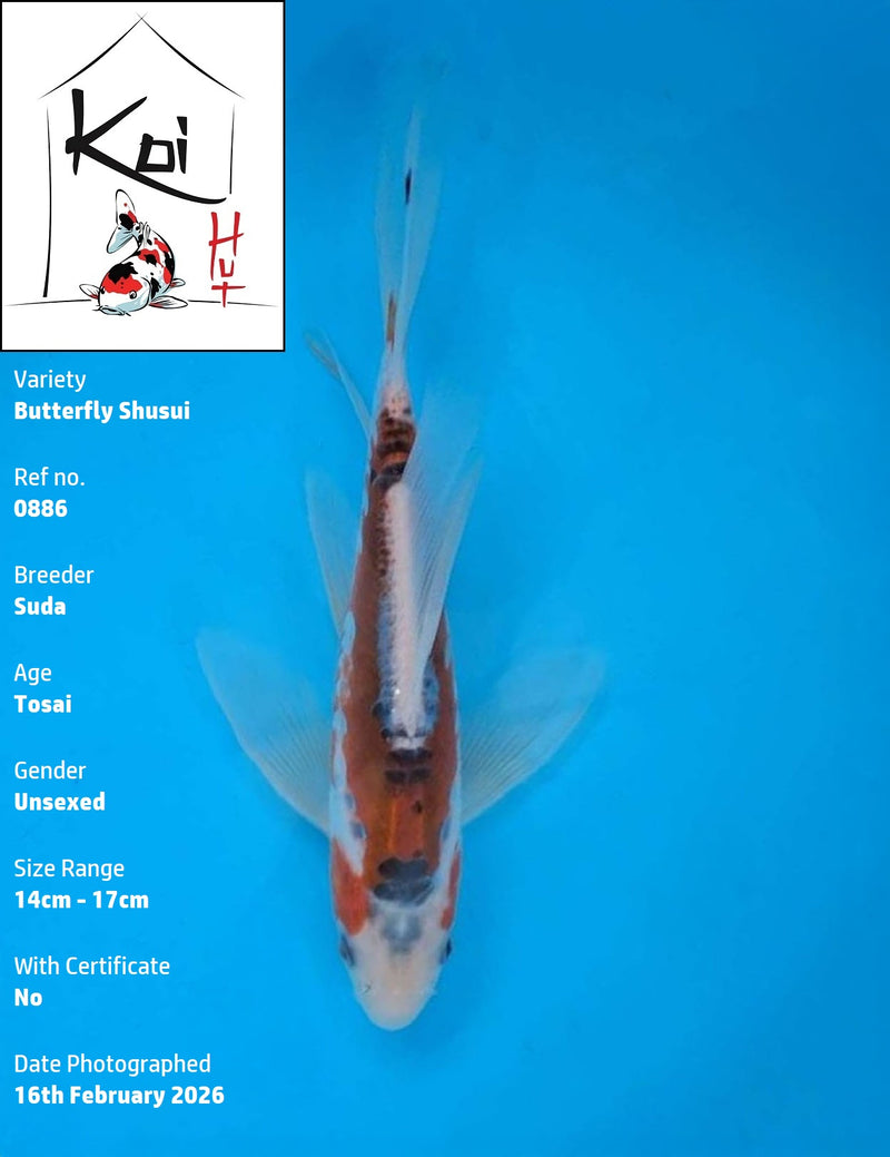 0886 - Butterfly Shusui [Suda]