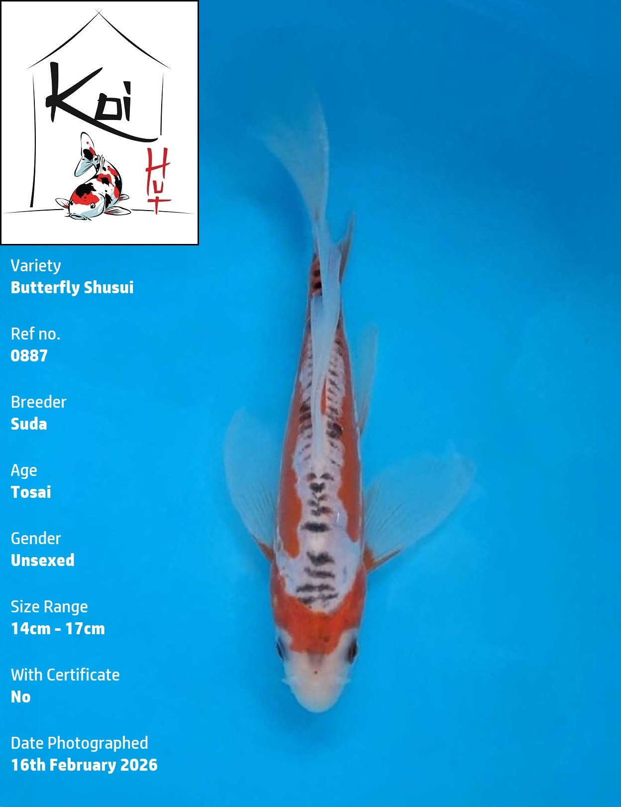 0887 - Butterfly Shusui [Suda]
