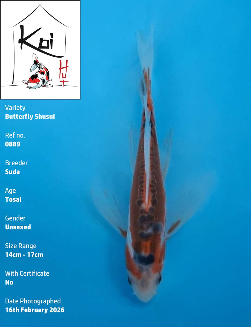 0889 - Butterfly Shusui [Suda]
