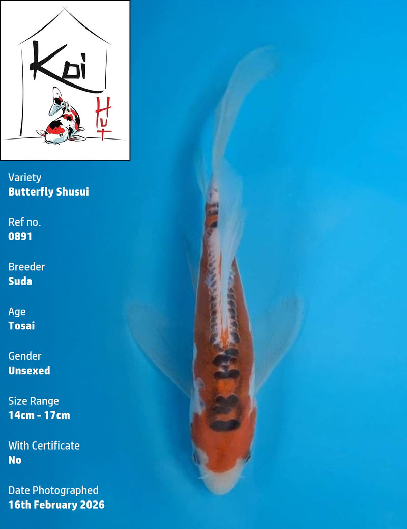 0891 - Butterfly Shusui [Suda]