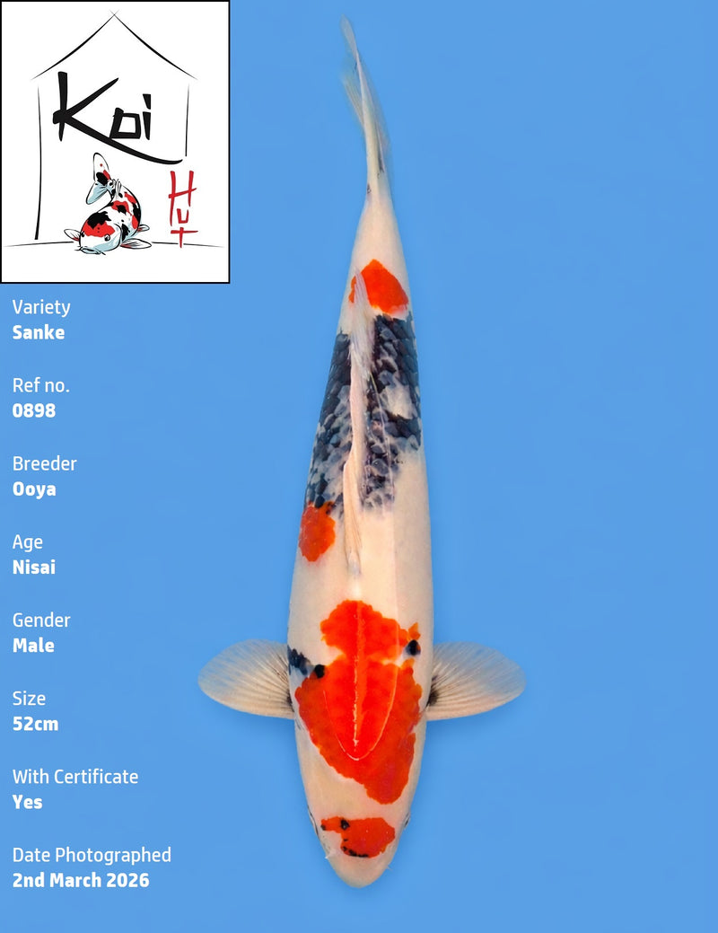0898 - Sanke [Ooya]