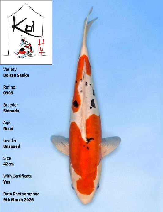 0909 - Doitsu Sanke [Shinoda]