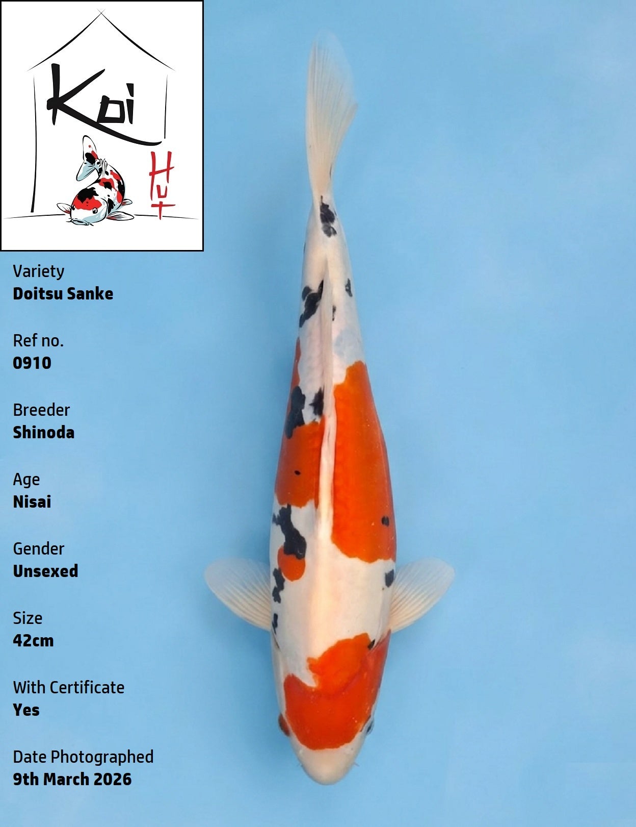 0910 - Doitsu Sanke [Shinoda]