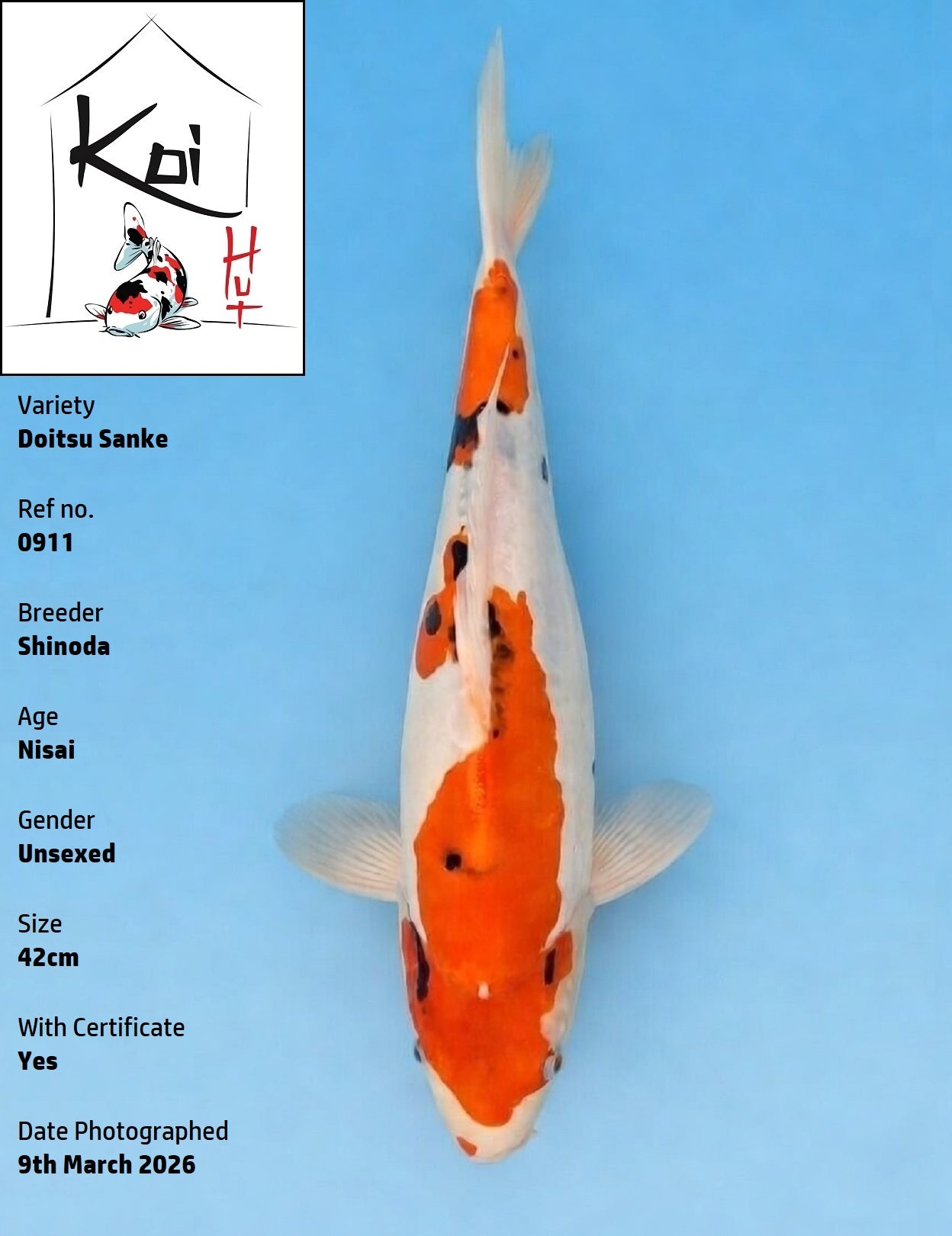 0911 - Doitsu Sanke [Shinoda]