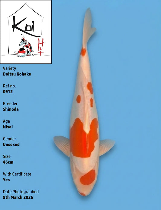 0912 - Doitsu Kohaku [Shinoda]