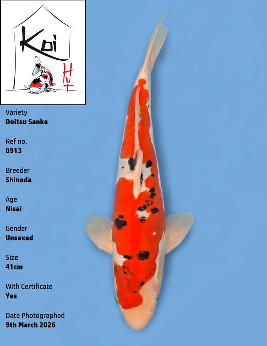 0913 - Doitsu Sanke [Shinoda]