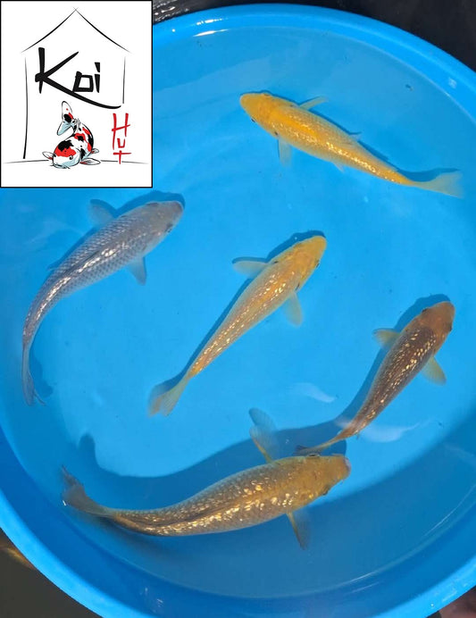 0914 Yellow Monkey Ginrin Mix [Dainichi]