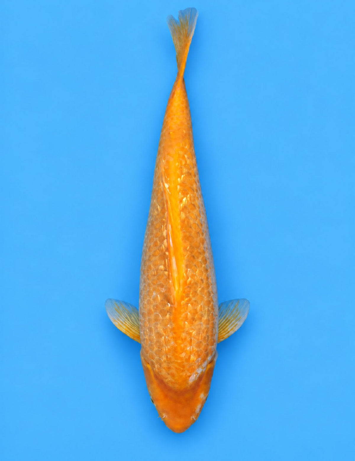 0932 - Ginrin Golden Corn [Taniguchi]